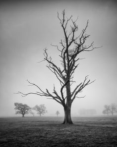 black and white photograph of tree in foggy field with two trees on far side