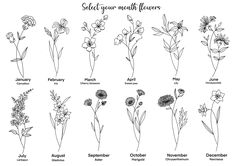 the different types of wildflowers that are in each flower species and their names