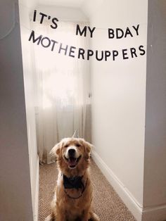 a dog sitting on the floor in front of a sign that says it's my bday mother puppers