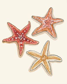 three starfishs are shown on a white background