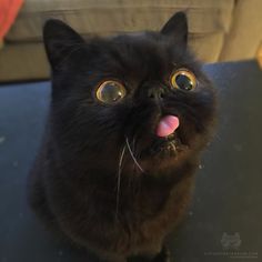 a black cat sticking its tongue out