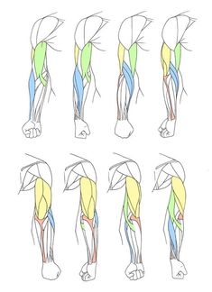 the muscles are shown in different positions, including the upper half and lower half of the arm