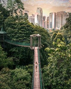 a woman walking across a suspension bridge in the jungle with tall buildings behind her and trees on both sides