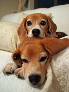 two brown dogs laying on top of a white bed