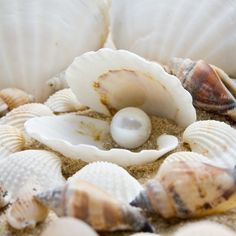 several seashells on the sand with one shell in the middle