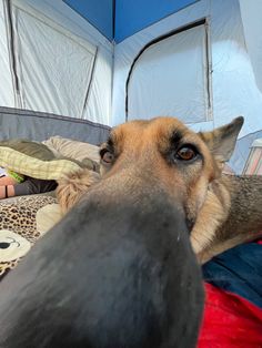 a dog laying on top of a bed next to a tent