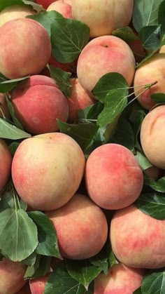 a pile of peaches with green leaves on the top and bottom are ready to be picked