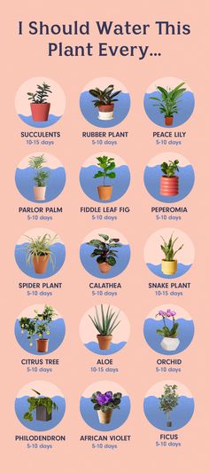 a poster with different types of plants and their names