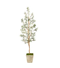 an olive tree in a pot on a white background