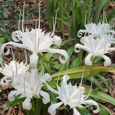 some white flowers are growing in the grass