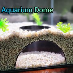 an aquarium with gravel and plants growing out of it's sides, in front of the words aquarium dome