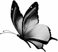 a black and white butterfly flying in the air