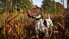 a dog is standing in the tall grass