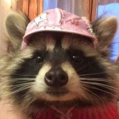 a raccoon wearing a pink hat and red sweater is looking at the camera