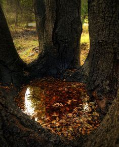 a puddle in the ground between two trees with leaves on it and one tree trunk