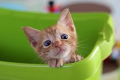 a small orange kitten peeking out from inside a green container