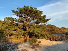 a large pine tree sitting on top of a sandy beach covered in grass and bushes