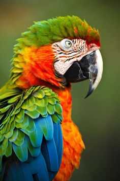 a colorful parrot is sitting on the branch with its head turned to the side and it's feathers spread wide open