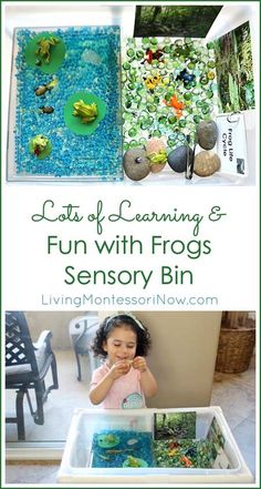 Frog Sensory Bin, Frog Unit Study, Frogs Preschool, Life Cycles Activities