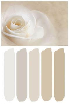 a white rose is shown with the color swats in shades of neutral and beige