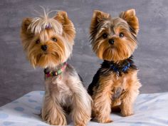 two small dogs sitting next to each other on a bed