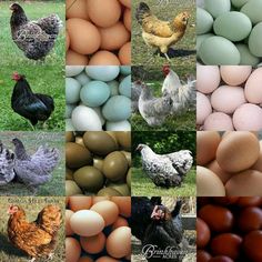 several different types of chickens and eggs