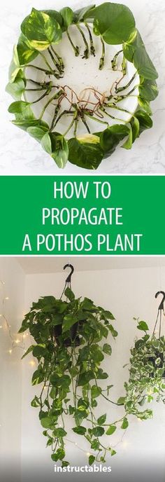 how to propagate a pothos plant in the kitchen or dining room?