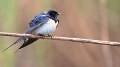 a small bird sitting on top of a wooden stick