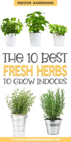 the 10 best fresh herbs to grow indoors