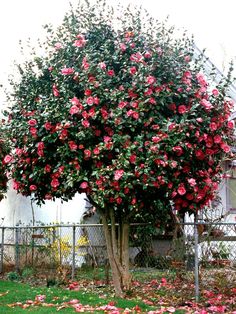 a tree with pink flowers on it next to a fence and grass covered ground in front of a house