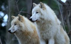 two white wolfs standing next to each other