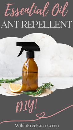 essential oil ant repellent Essential Oils Ants, Diy Air Freshener Spray, Natural Air Freshener Spray, Febreze Spray, Repellent Diy, Air Freshener Recipes, Ant Repellent, Homemade Air Freshener, Air Freshener Spray