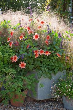 an assortment of flowers are growing in a garden