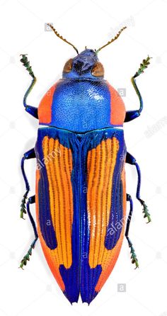 an orange and blue beetle with long legs on white background - stock image, insect