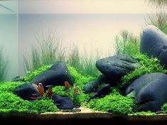 an aquarium filled with lots of green plants and rocks on top of it's sides