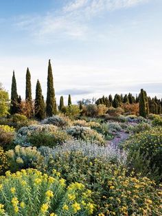 an outdoor garden with lots of flowers and trees