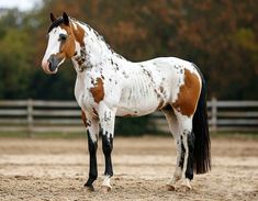 a brown and white horse standing on top of a dirt field