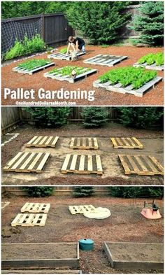 an outdoor garden with wooden pallets in the ground and plants growing out of them