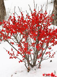 a small tree with red berries on it in the snow