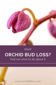 Have perfectly healthy looking buds on your orchid plant suddenly withered up and died? This is so disheartening! The good news is that bud blast is 100%preventable.  #orchidbliss  #windowsillorchids #houseplants #garden #indoorgarden #flowers  #orchids #budblast #rebloomorchids #rebloomflowers #buds #groworchids #orchidcare Orchids In Water, Repotting Orchids, Roses Photography, Orchid Plant Care, Flowers Orchids, Orchid Varieties, Orchid Roots, Orchid Plant