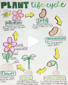 a plant life cycle poster with flowers and plants labeled in the words, which are labelled