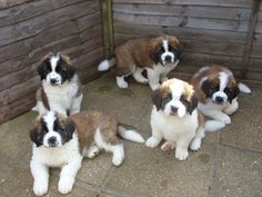 four puppies are sitting on the ground next to each other