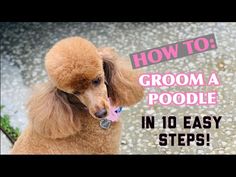 a poodle sitting on the ground with text overlaying how to groom a poodle in 10 easy steps