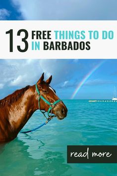 a horse in the water with text overlay that reads 13 free things to do in barbados