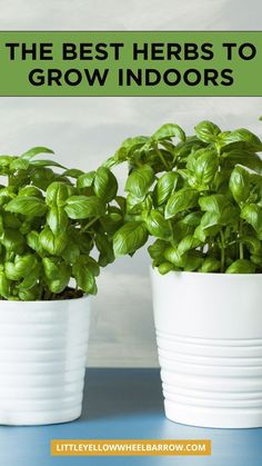 the best herbs to grow indoors are in white plastic pots with green leaves on them