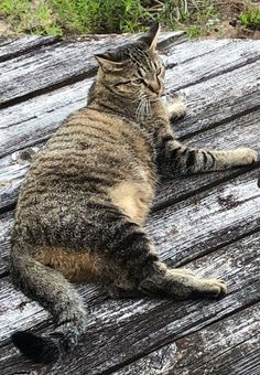 a cat laying on top of a wooden bench