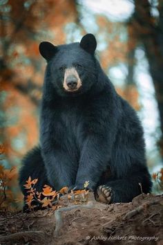 a large black bear sitting on top of a tree stump in the woods with fall leaves