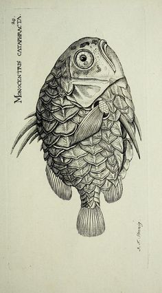 a drawing of a fish with an eye on it's head