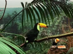 two toucans sitting on a tree branch in front of some trees and plants