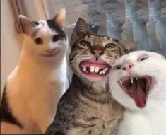 two cats with their mouths open and one cat has it's mouth wide open